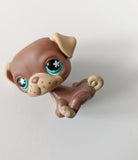 LPS - Pug #889